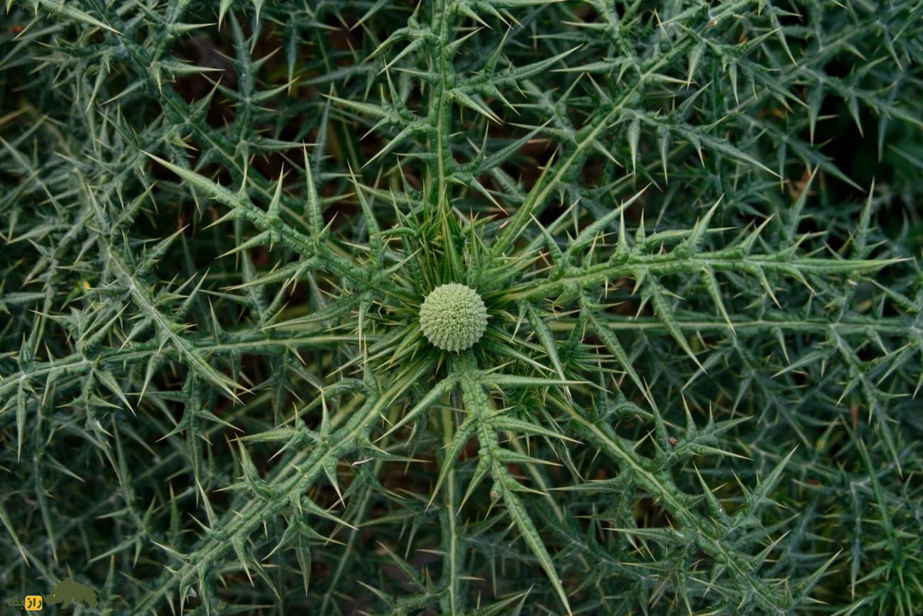خوشاریزه؛ گیاهی دارویی و خوراکی که هم دلپیچه را درمان میکند و هم در غذاهای ماستدار استفاده میشود خوشاریزه