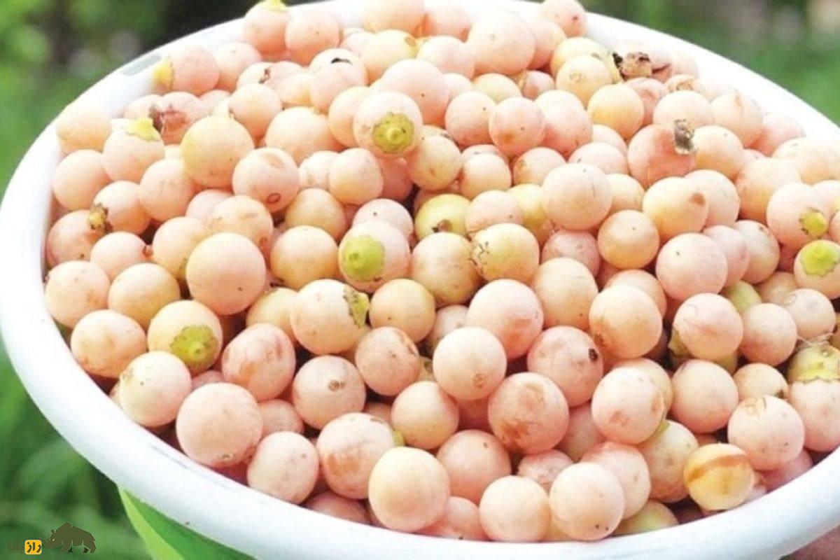 سپستان؛ میوهای بومی و دارویی جنوب ایران با قدرت درمان سرفه، التهاب و مشکلات گوارشی که بسیار ارزشمند است سپستان؛ میوهای بومی و دارویی جنوب ایران با قدرت درمان سرفه، التهاب و مشکلات گوارشی که بسیار ارزشمند است