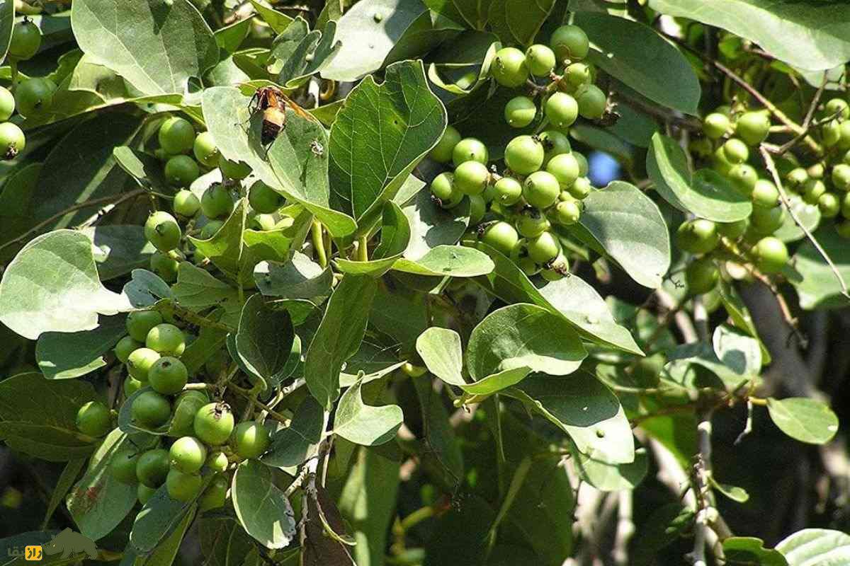 سپستان؛ میوهای بومی و دارویی جنوب ایران با قدرت درمان سرفه، التهاب و مشکلات گوارشی که بسیار ارزشمند است سپستان؛ میوهای بومی و دارویی جنوب ایران با قدرت درمان سرفه، التهاب و مشکلات گوارشی که بسیار ارزشمند است
