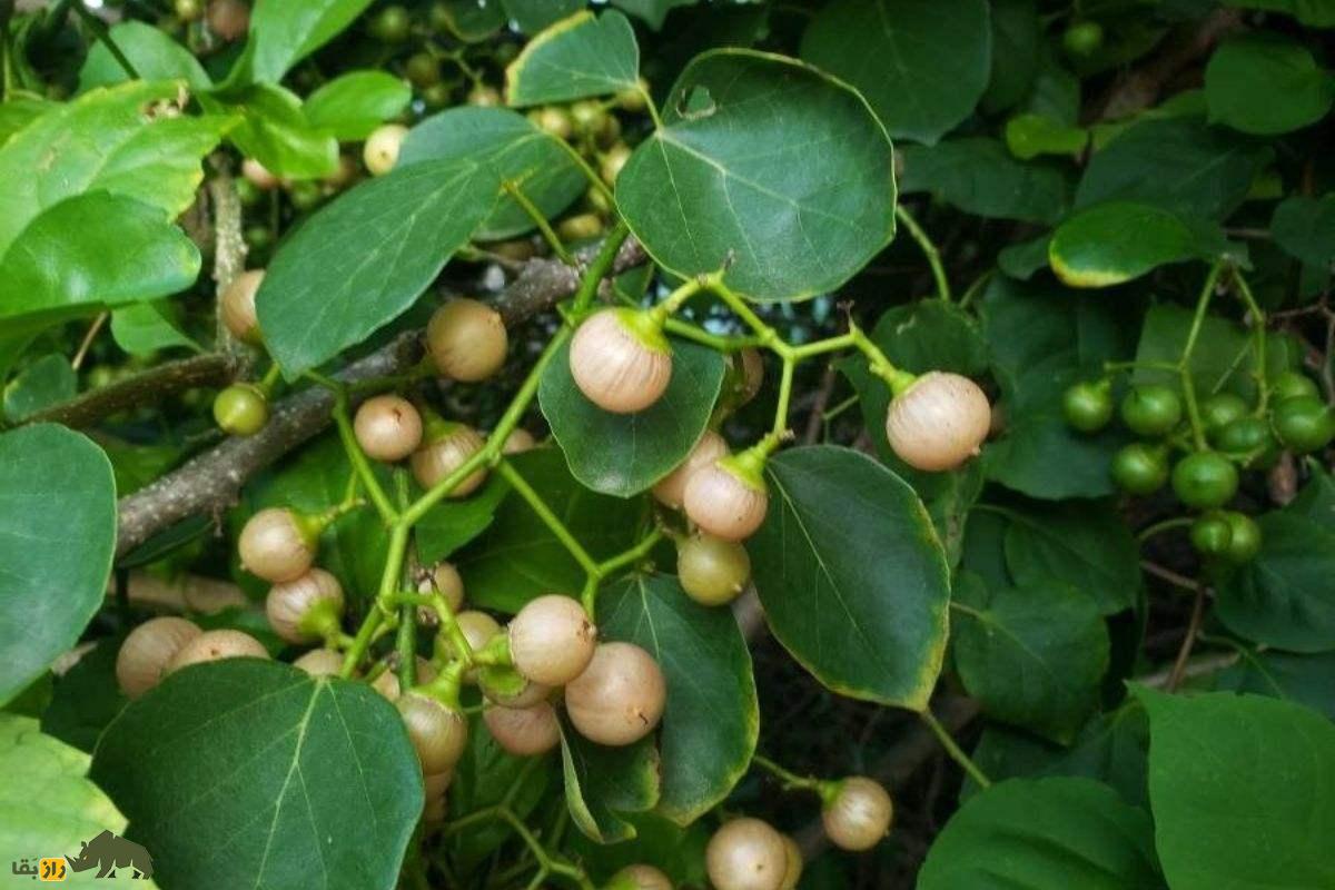 سپستان؛ میوهای بومی و دارویی جنوب ایران با قدرت درمان سرفه، التهاب و مشکلات گوارشی که بسیار ارزشمند است سپستان؛ میوهای بومی و دارویی جنوب ایران با قدرت درمان سرفه، التهاب و مشکلات گوارشی که بسیار ارزشمند است