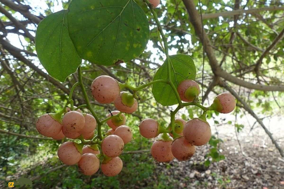 سپستان؛ میوهای بومی و دارویی جنوب ایران با قدرت درمان سرفه، التهاب و مشکلات گوارشی که بسیار ارزشمند است سپستان؛ میوهای بومی و دارویی جنوب ایران با قدرت درمان سرفه، التهاب و مشکلات گوارشی که بسیار ارزشمند است