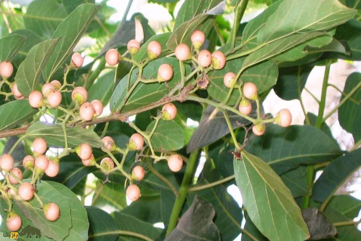 سپستان؛ میوهای بومی و دارویی جنوب ایران با قدرت درمان سرفه، التهاب و مشکلات گوارشی که بسیار ارزشمند است سپستان؛ میوهای بومی و دارویی جنوب ایران با قدرت درمان سرفه، التهاب و مشکلات گوارشی که بسیار ارزشمند است
