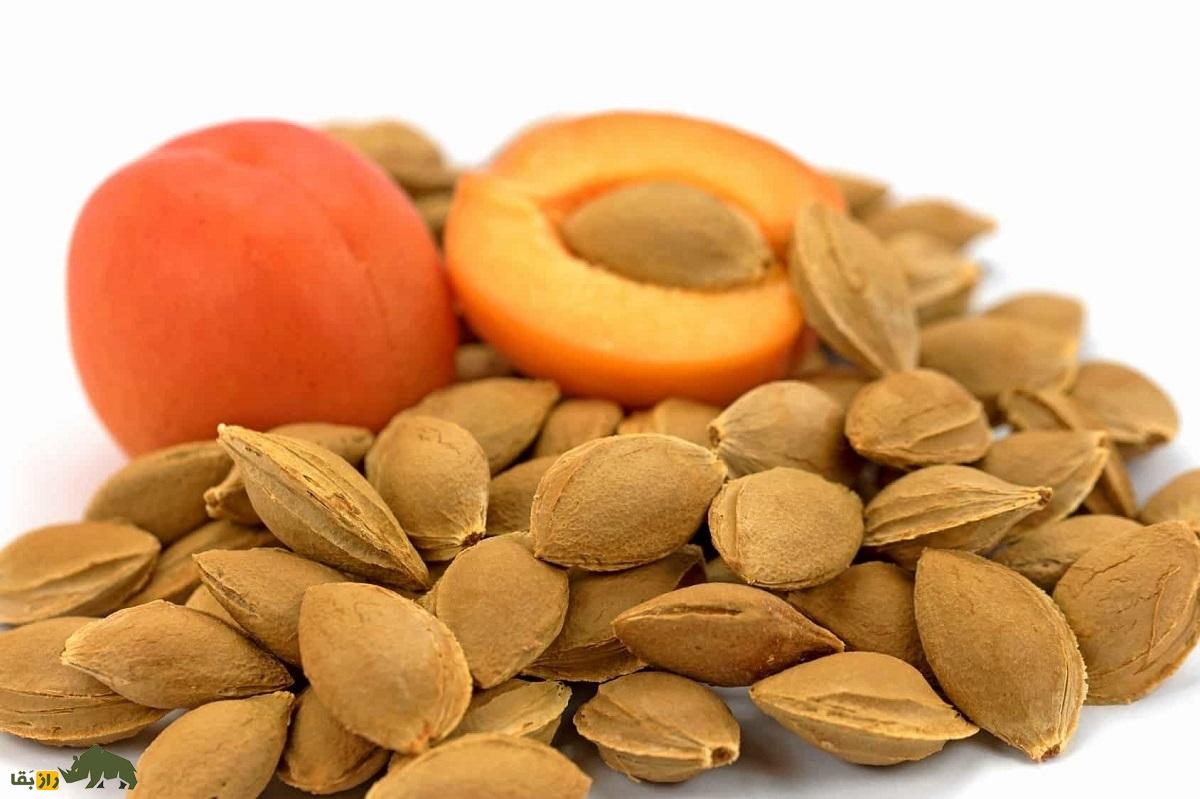 هسته زردآلو؛ چرا خوردن بیش از حد هسته زردآلو انسان را مسموم میکند؟ هسته زردآلو