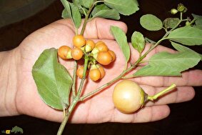 سپستان؛ میوهای بومی و دارویی جنوب ایران با قدرت درمان سرفه، التهاب و مشکلات گوارشی که بسیار ارزشمند است