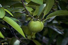سیبچه مرگ؛ مرگبارترین درخت جهان با میوه‌ای شبیه سیب که از سم خطرناک‌ترین مارهای جهان هم مرگبارتر است