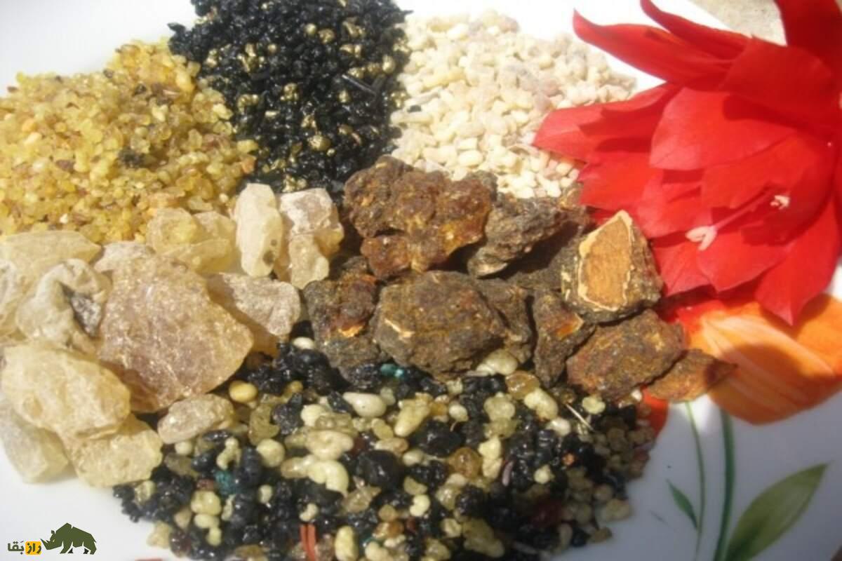 عنبرسائل؛ درختی زینتی، دارویی و مقاوم برای اقلیم نیمه‌خشک | طلای خوش‌عطر فضای سبز ایران