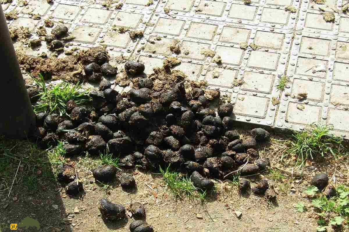عنبر نسارا چیست؛ خواص شگفتانگیز، کاربردهای درمانی و رازهای طب سنتی ایرانی درباره پشگل الاغ ماده عنبر نسارا چیست؛ خواص شگفتانگیز، کاربردهای درمانی و رازهای طب سنتی ایرانی درباره پشگل الاغ ماده