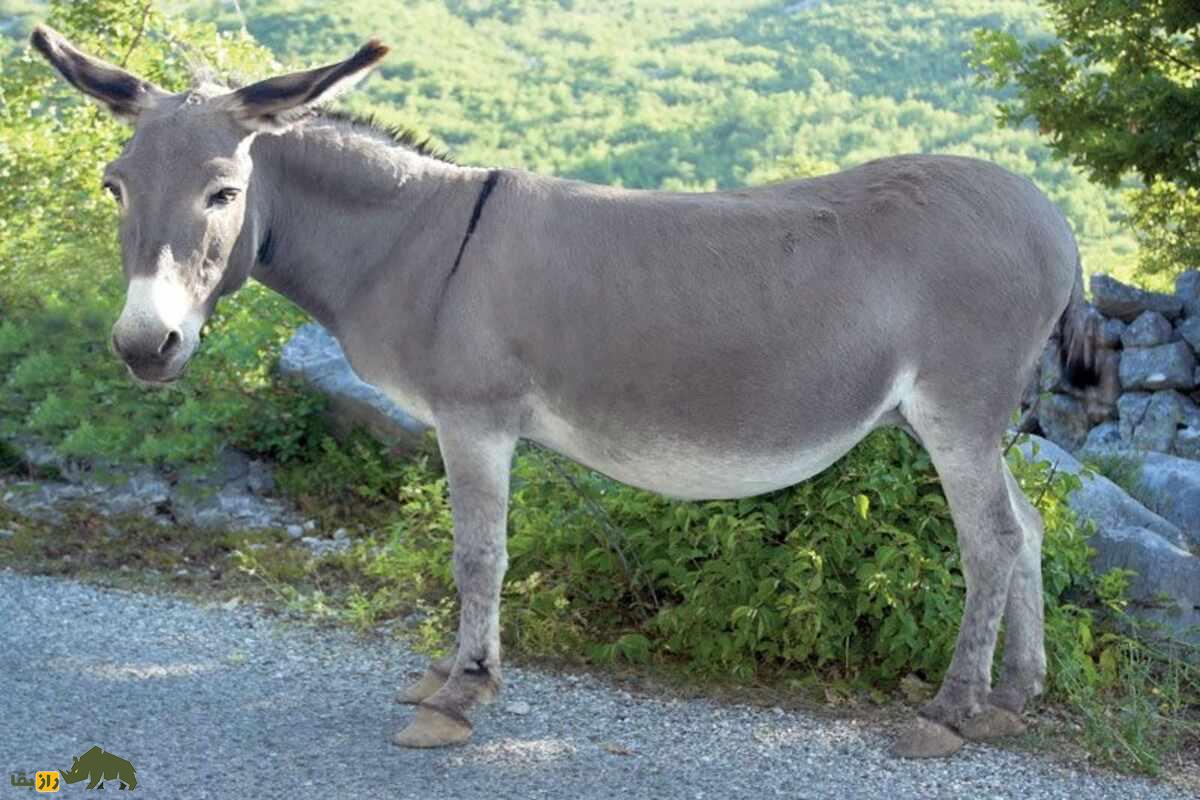 عنبر نسارا چیست؛ خواص شگفتانگیز، کاربردهای درمانی و رازهای طب سنتی ایرانی درباره پشگل الاغ ماده عنبر نسارا چیست؛ خواص شگفتانگیز، کاربردهای درمانی و رازهای طب سنتی ایرانی درباره پشگل الاغ ماده
