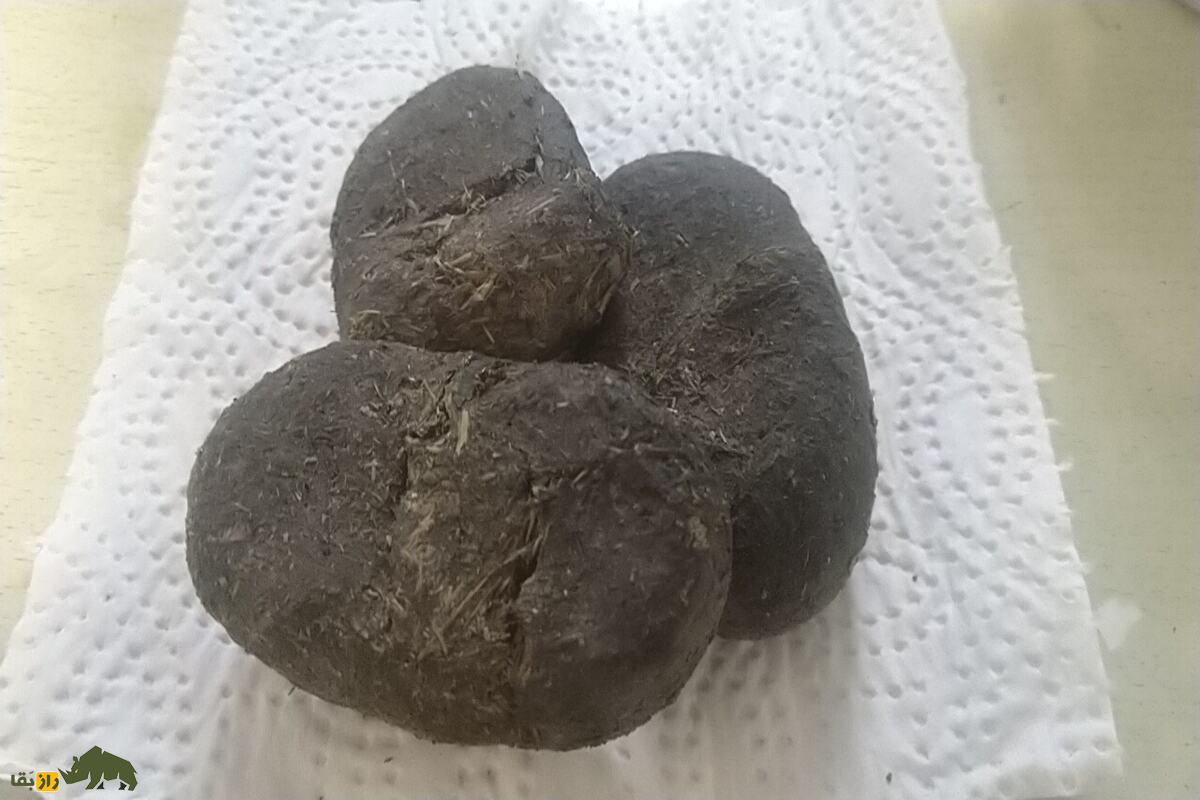 عنبر نسارا چیست؛ خواص شگفتانگیز، کاربردهای درمانی و رازهای طب سنتی ایرانی درباره پشگل الاغ ماده عنبر نسارا چیست؛ خواص شگفتانگیز، کاربردهای درمانی و رازهای طب سنتی ایرانی درباره پشگل الاغ ماده