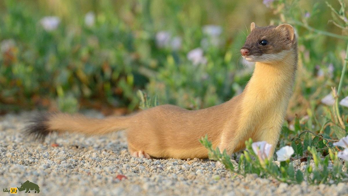 در نبرد میان خروس لاری و راسو کدام یک برنده میشود؟ راسو