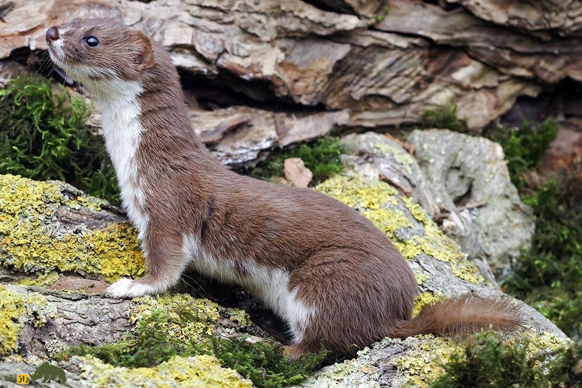 در نبرد میان خروس لاری و راسو کدام یک برنده میشود؟ راسو
