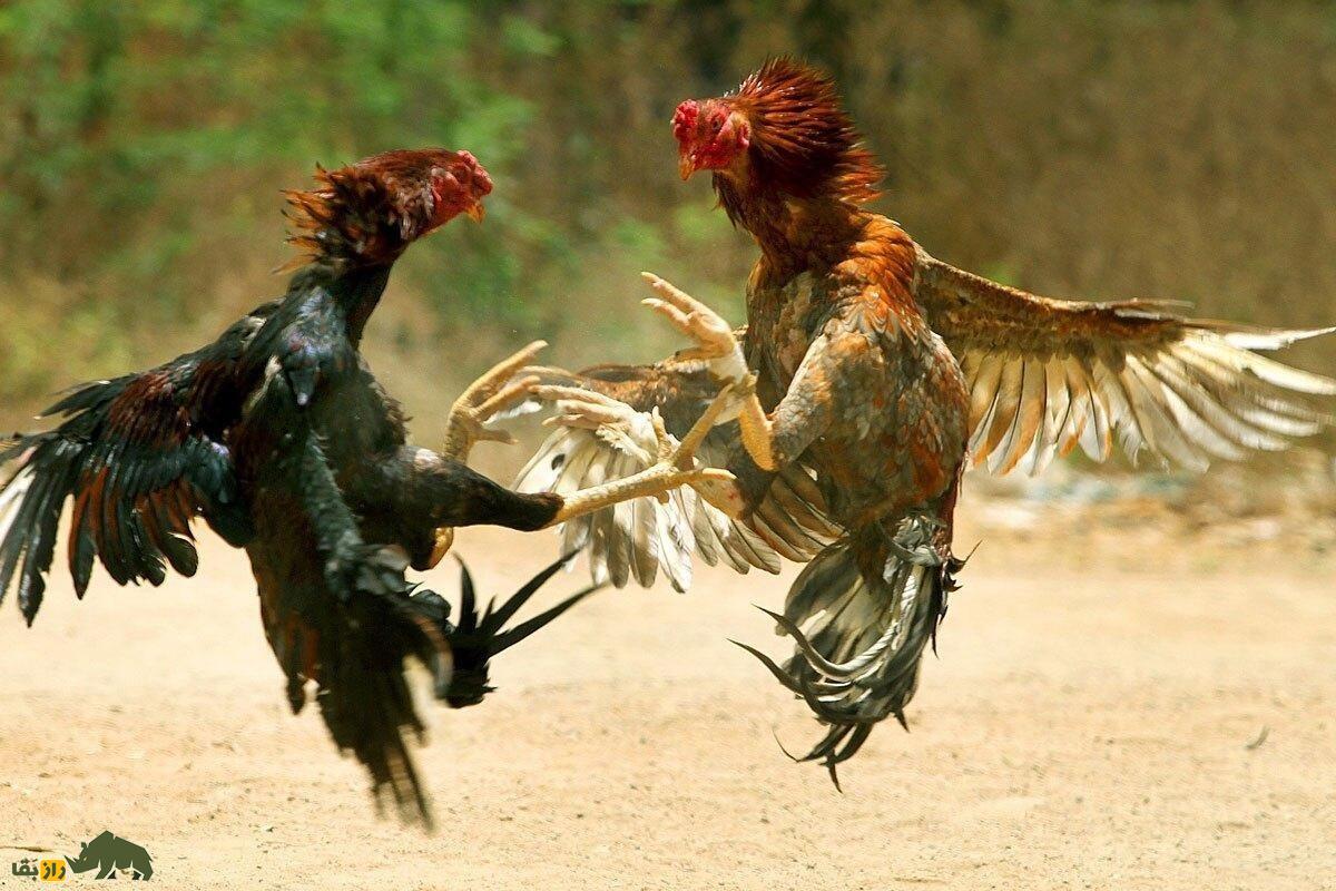 در نبرد میان خروس لاری و راسو کدام یک برنده میشود؟ خروس لاری