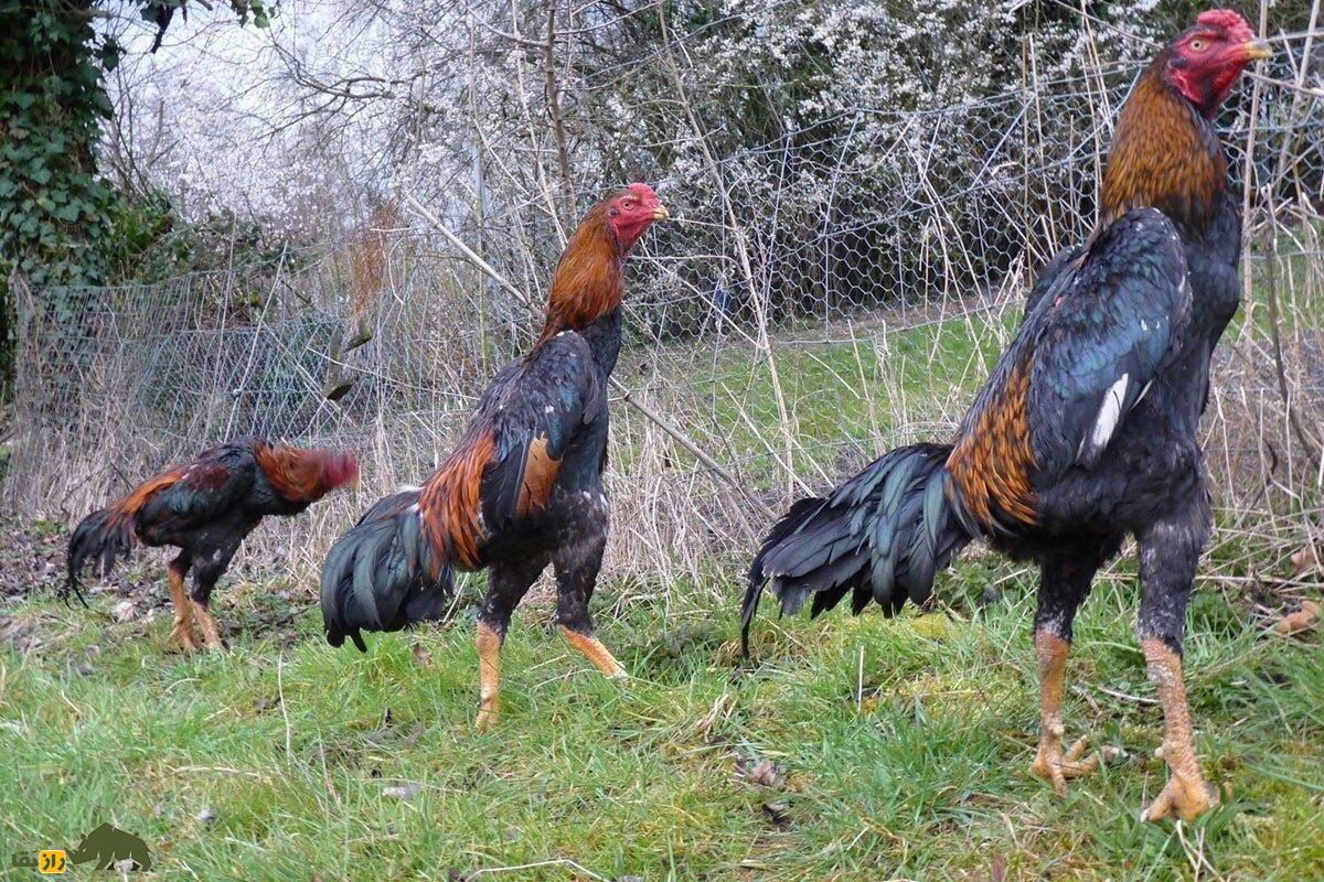 در نبرد میان خروس لاری و راسو کدام یک برنده میشود؟ خروس لاری