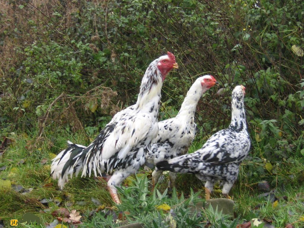 در نبرد میان خروس لاری و راسو کدام یک برنده میشود؟ خروس لاری