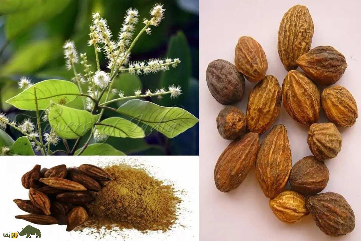 هلیله کابلی؛ گیاهی شفابخش برای درمان یبوست و تصفیه خون که به «ملکه گیاهان دارویی» مشهور است