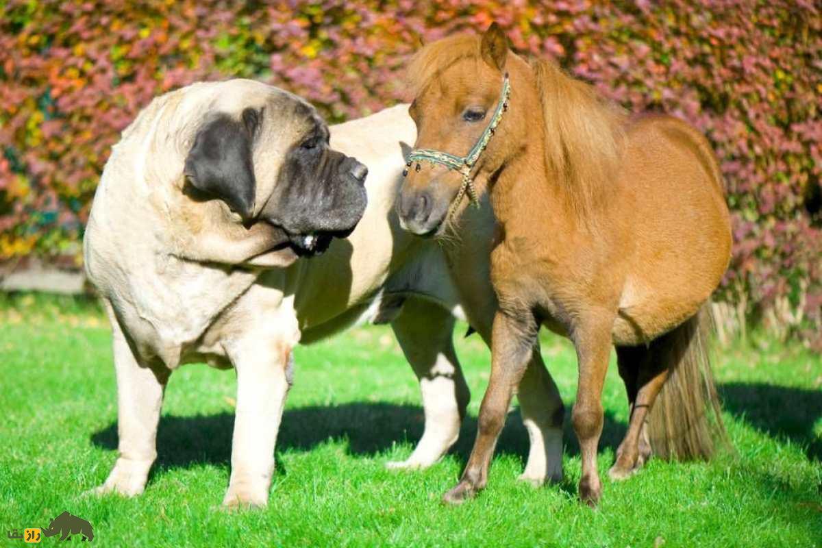 هرکول؛ بزرگترین سگ جهان با وزن ۱۲۸ کیلویی و گردن ۹۶ سانتیمتری! هرکول؛ بزرگترین سگ جهان با وزن ۱۲۸ کیلویی و گردن ۹۶ سانتیمتری!