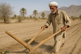 گاوآهن چوبی بلوچها؛ ابزاری ساده که بلوچهای ایران همانند کشاورزان مصر باستان از آن برای شخم زدن زمین استفاده میکنند