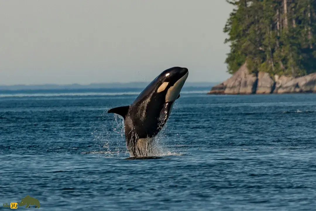 چرا دور چشم نهنگهای قاتل لکههای سفید وجود دارد؟ نهنگ قاتل