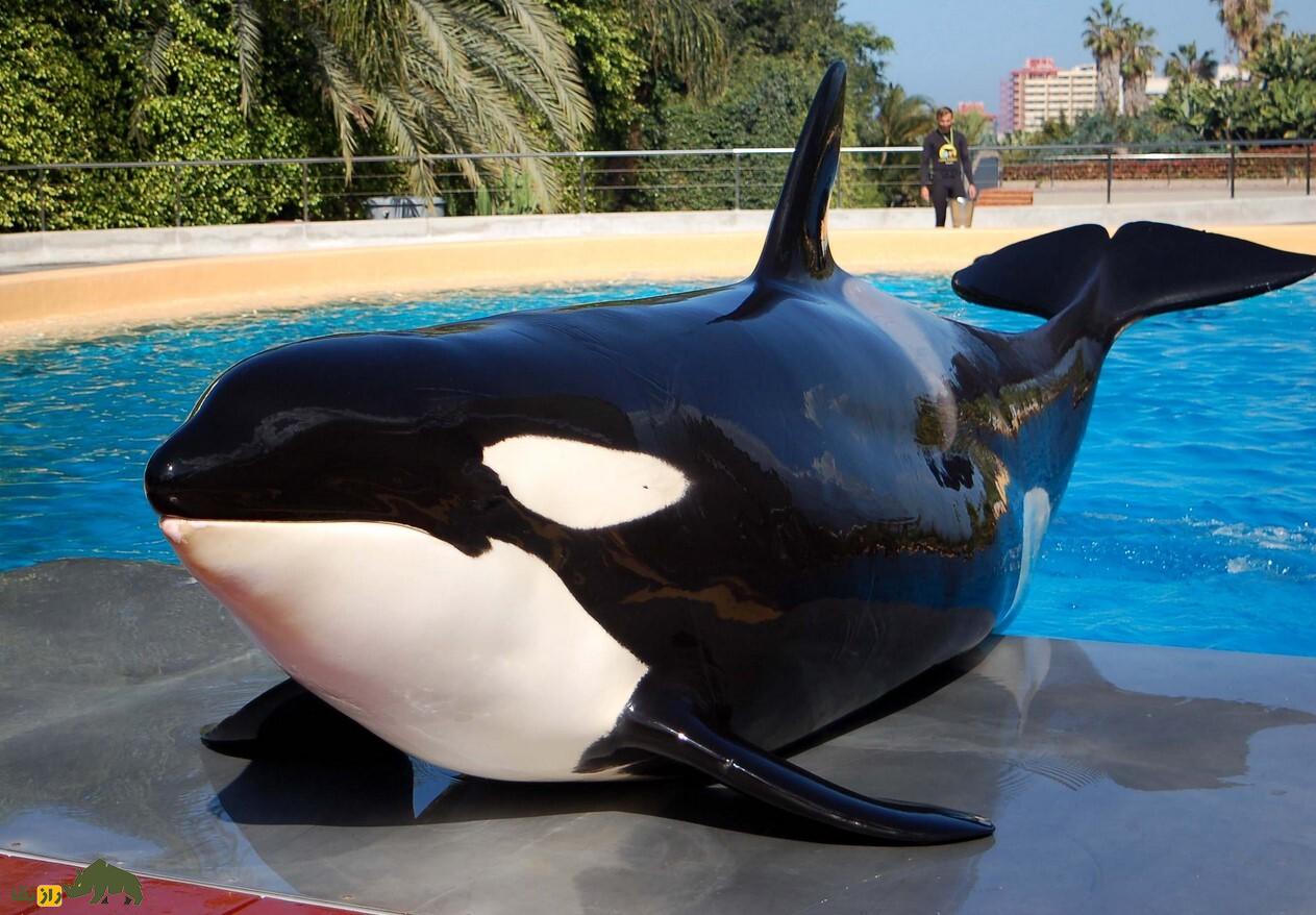 چرا دور چشم نهنگهای قاتل لکههای سفید وجود دارد؟ نهنگ قاتل