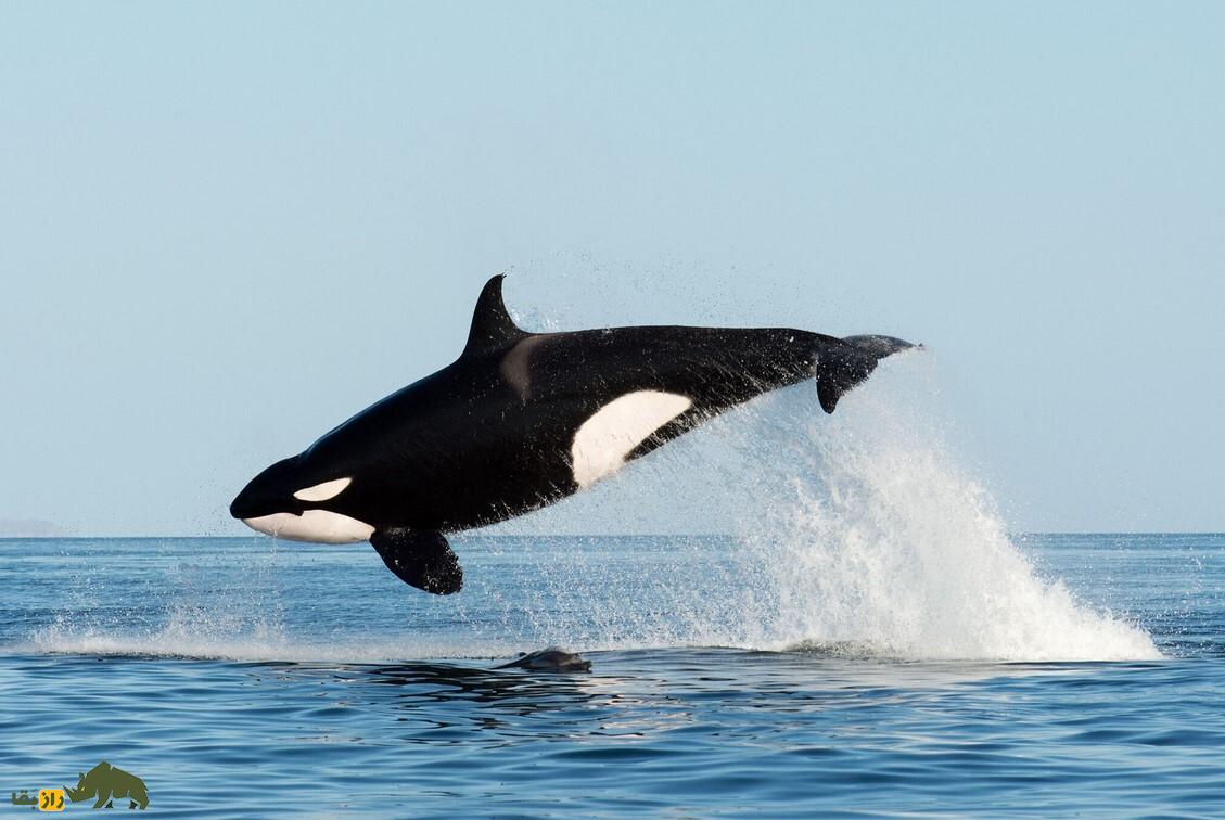 چرا دور چشم نهنگهای قاتل لکههای سفید وجود دارد؟ نهنگ قاتل