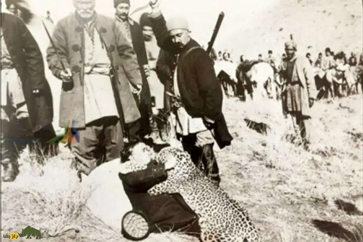 روزگاری که تهران پلنگ داشت؛ پلنگ‌های تهران کجا رفتند؟