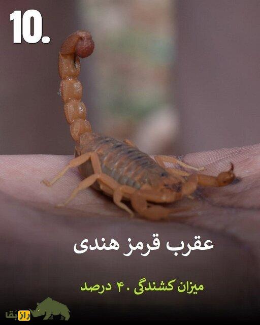 تصاویر | هرگز به این حیوانات سمی هیچوقت نزدیک نشوید