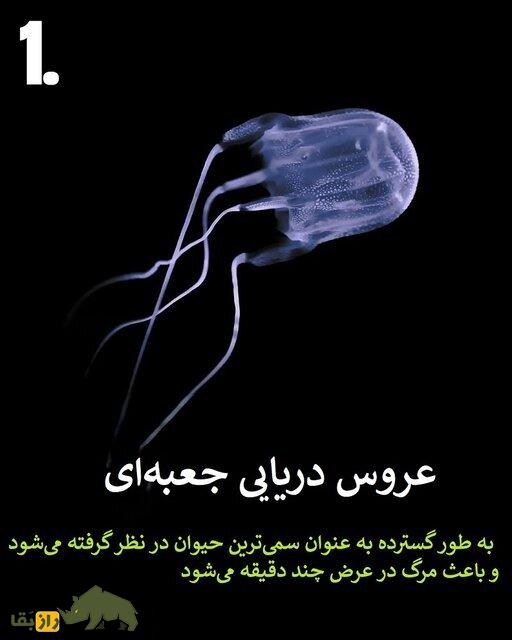 تصاویر | هرگز به این حیوانات سمی هیچوقت نزدیک نشوید