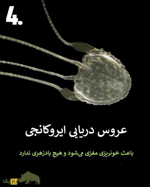 تصاویر | هرگز به این حیوانات سمی هیچوقت نزدیک نشوید