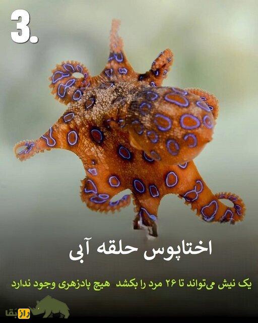 تصاویر | هرگز به این حیوانات سمی هیچوقت نزدیک نشوید