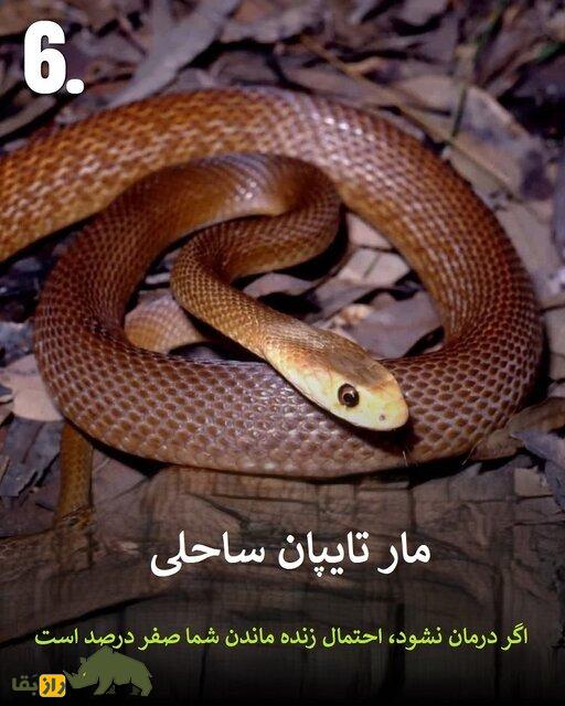 تصاویر | هرگز به این حیوانات سمی هیچوقت نزدیک نشوید
