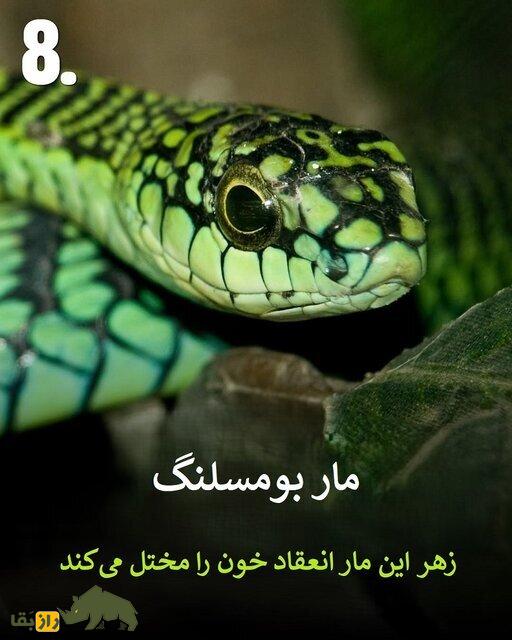تصاویر | هرگز به این حیوانات سمی هیچوقت نزدیک نشوید