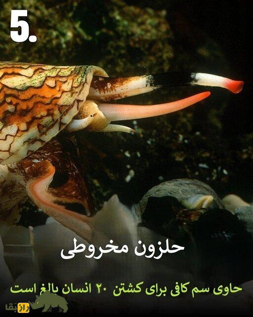 تصاویر | هرگز به این حیوانات سمی هیچوقت نزدیک نشوید