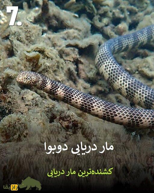 تصاویر | هرگز به این حیوانات سمی هیچوقت نزدیک نشوید