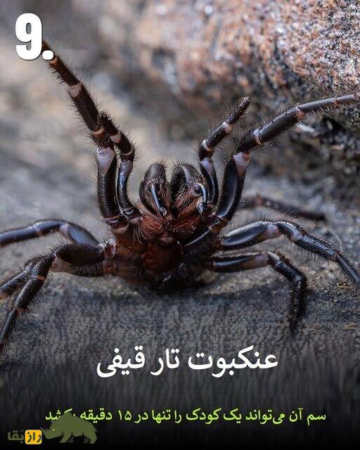 تصاویر | هرگز به این حیوانات سمی هیچوقت نزدیک نشوید