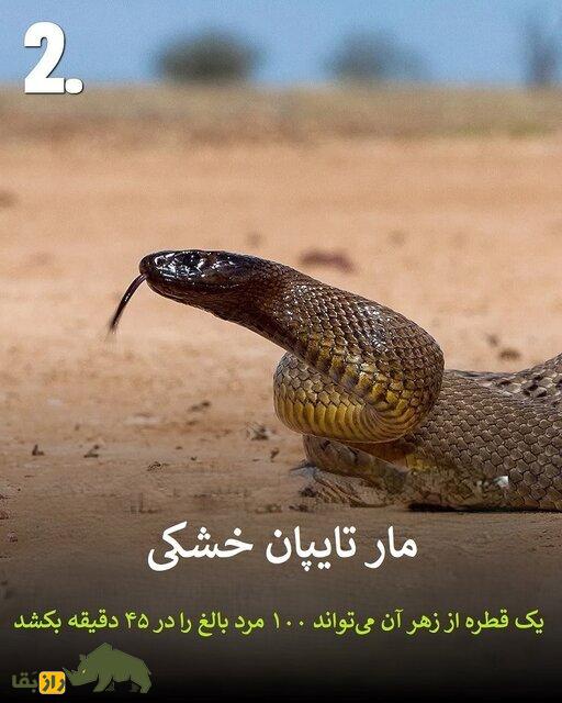 تصاویر | هرگز به این حیوانات سمی هیچوقت نزدیک نشوید