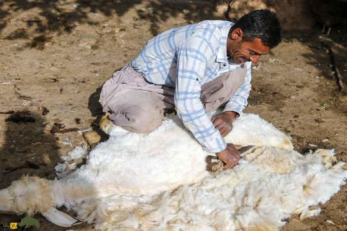 روش سنتی قیچی پشم گوسفندان در عشایر ایران که آرامش بره‌ها را تضمین می‌کند و استرس را کاهش می‌دهد