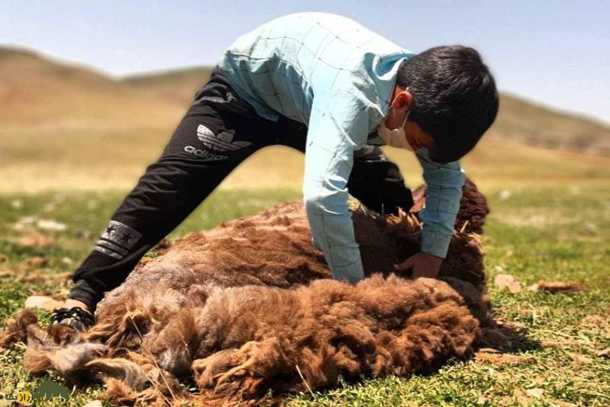 روش سنتی قیچی پشم گوسفندان در عشایر ایران که آرامش بره‌ها را تضمین می‌کند و استرس را کاهش می‌دهد