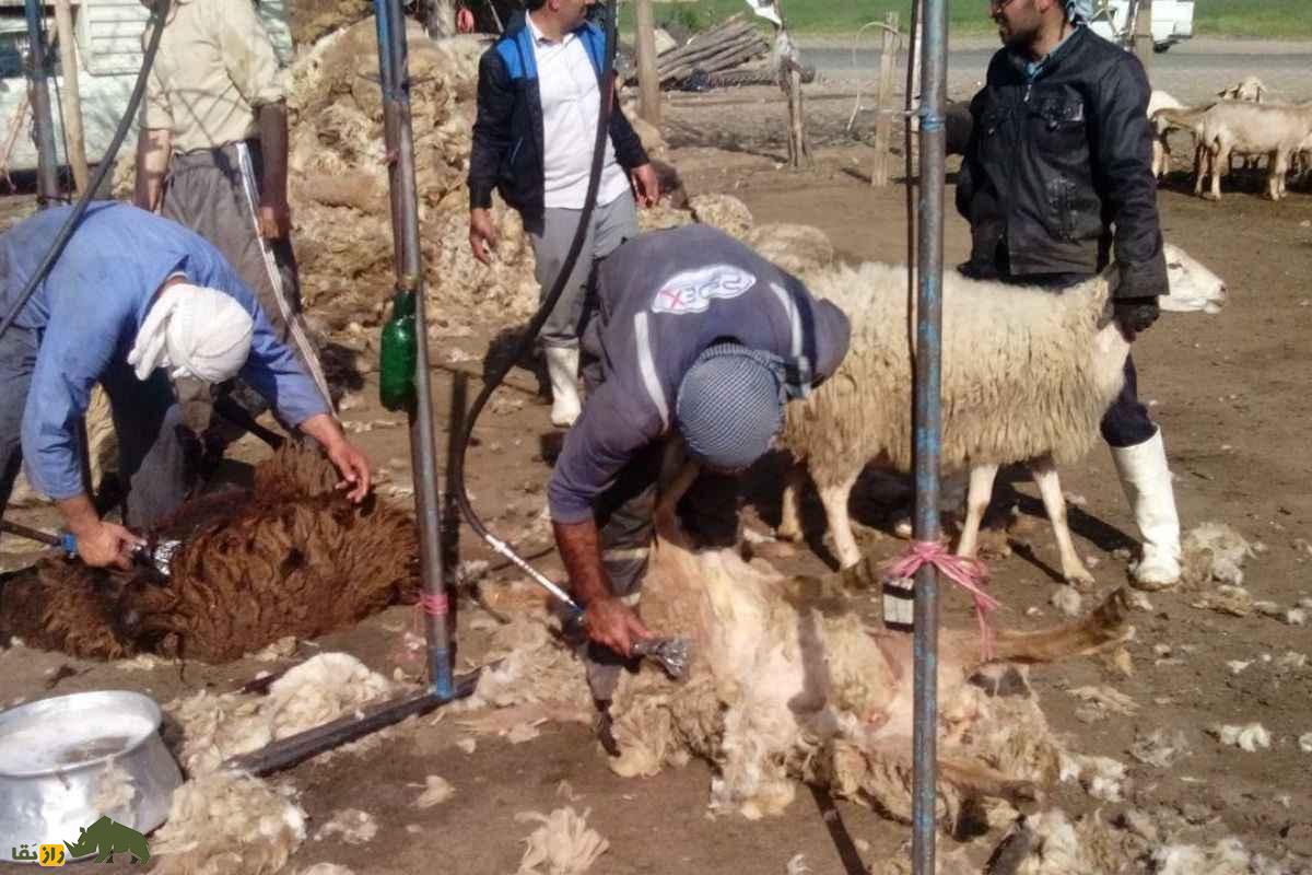 روش سنتی قیچی پشم گوسفندان در عشایر ایران که آرامش بره‌ها را تضمین می‌کند و استرس را کاهش می‌دهد
