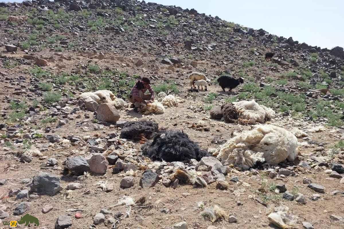 روش سنتی قیچی پشم گوسفندان در عشایر ایران که آرامش بره‌ها را تضمین می‌کند و استرس را کاهش می‌دهد