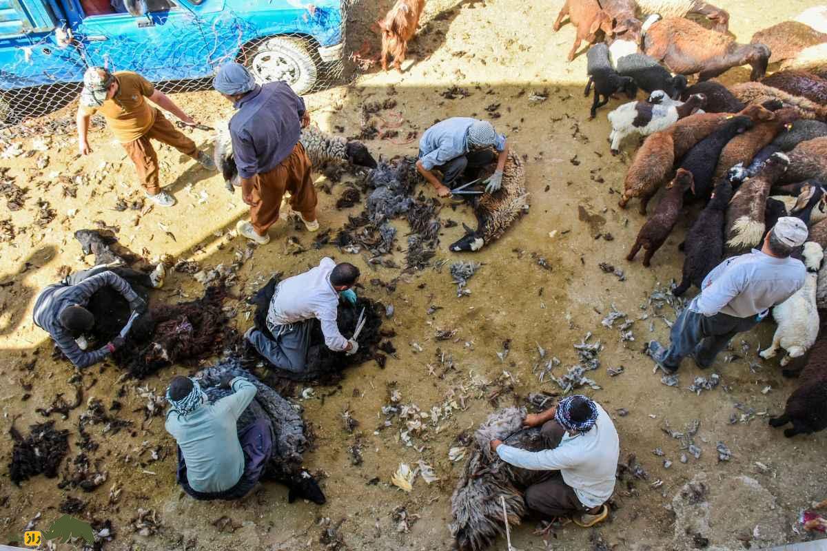 روش سنتی قیچی پشم گوسفندان در عشایر ایران که آرامش بره‌ها را تضمین می‌کند و استرس را کاهش می‌دهد