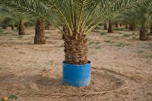 هرس نخل؛ کشف روشی عجیب توسط مردم جنوب ایران برای هرس کردن نخل که برداشت خرما را بسیار کم هزینه می‌کند
