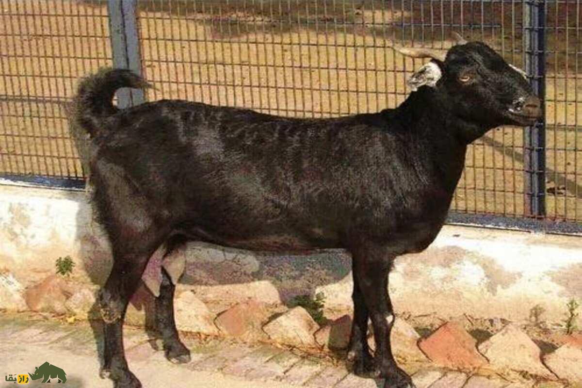 بز براری؛ نژاد مقاوم هند با گوشت لذیذ و ارزشمند که می‌تواند دامداران ایرانی را به سود بالا برساند
