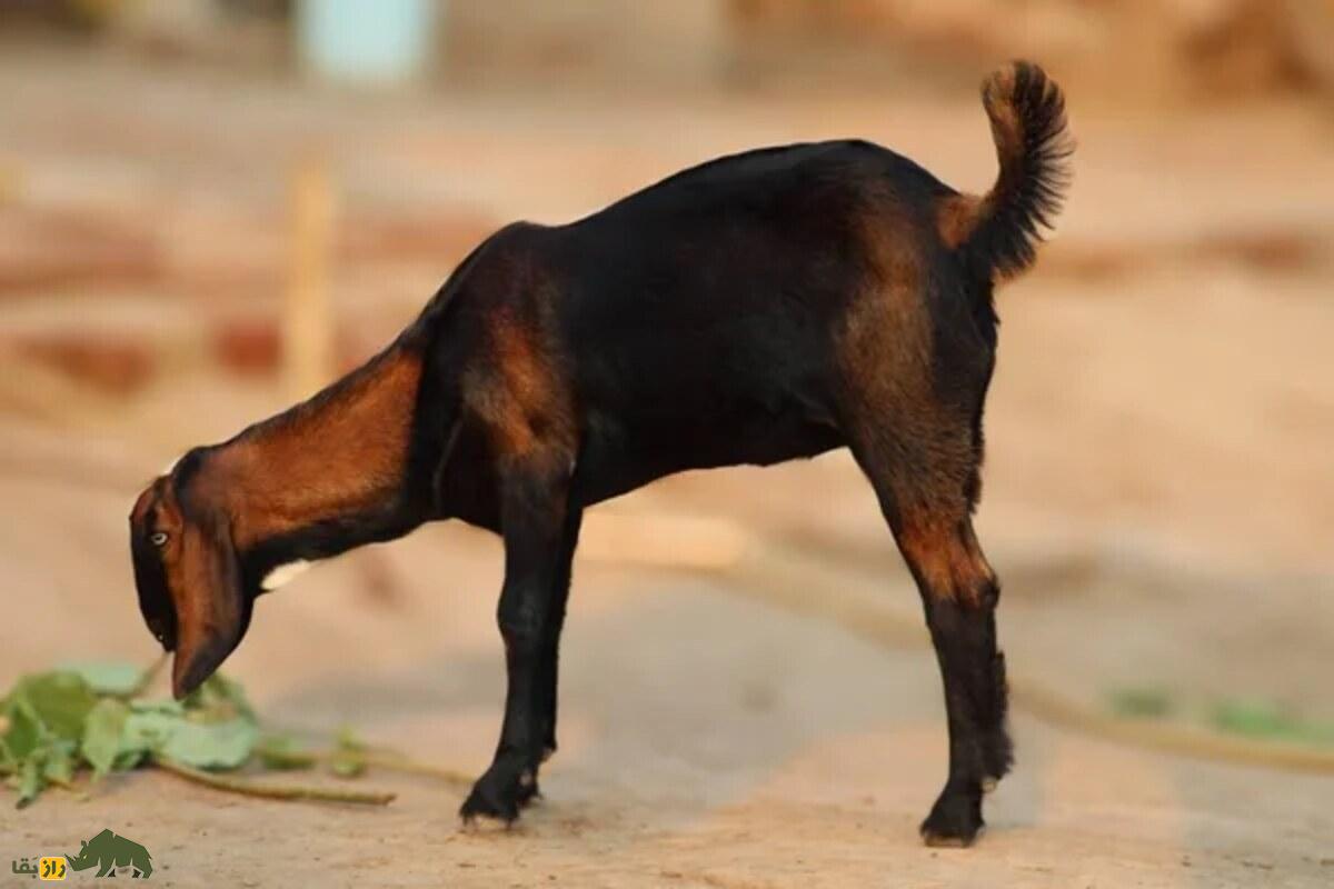 بز براری؛ نژاد مقاوم هند با گوشت لذیذ و ارزشمند که می‌تواند دامداران ایرانی را به سود بالا برساند