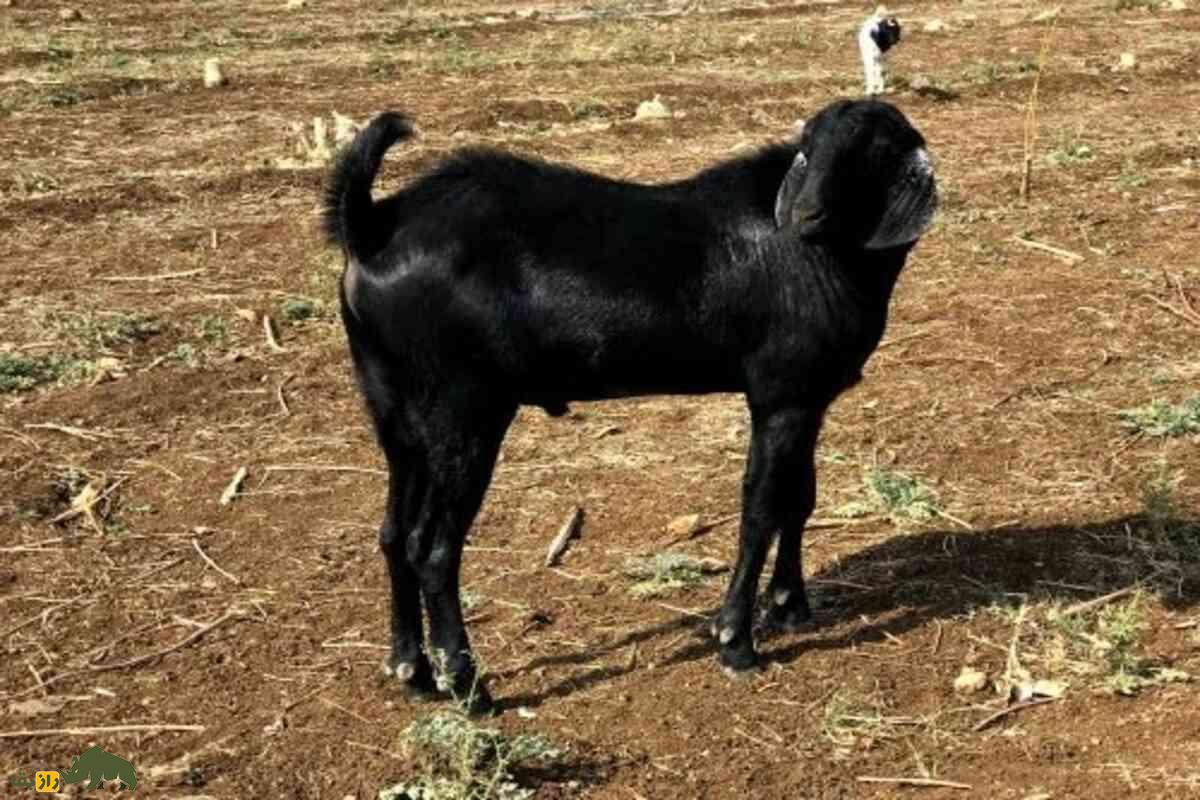 بز براری؛ نژاد مقاوم هند با گوشت لذیذ و ارزشمند که می‌تواند دامداران ایرانی را به سود بالا برساند