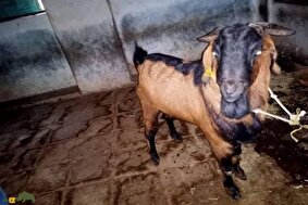 بز براری؛ نژاد مقاوم هند با گوشت لذیذ و ارزشمند که میتواند دامداران ایرانی را به سود بالا برساند