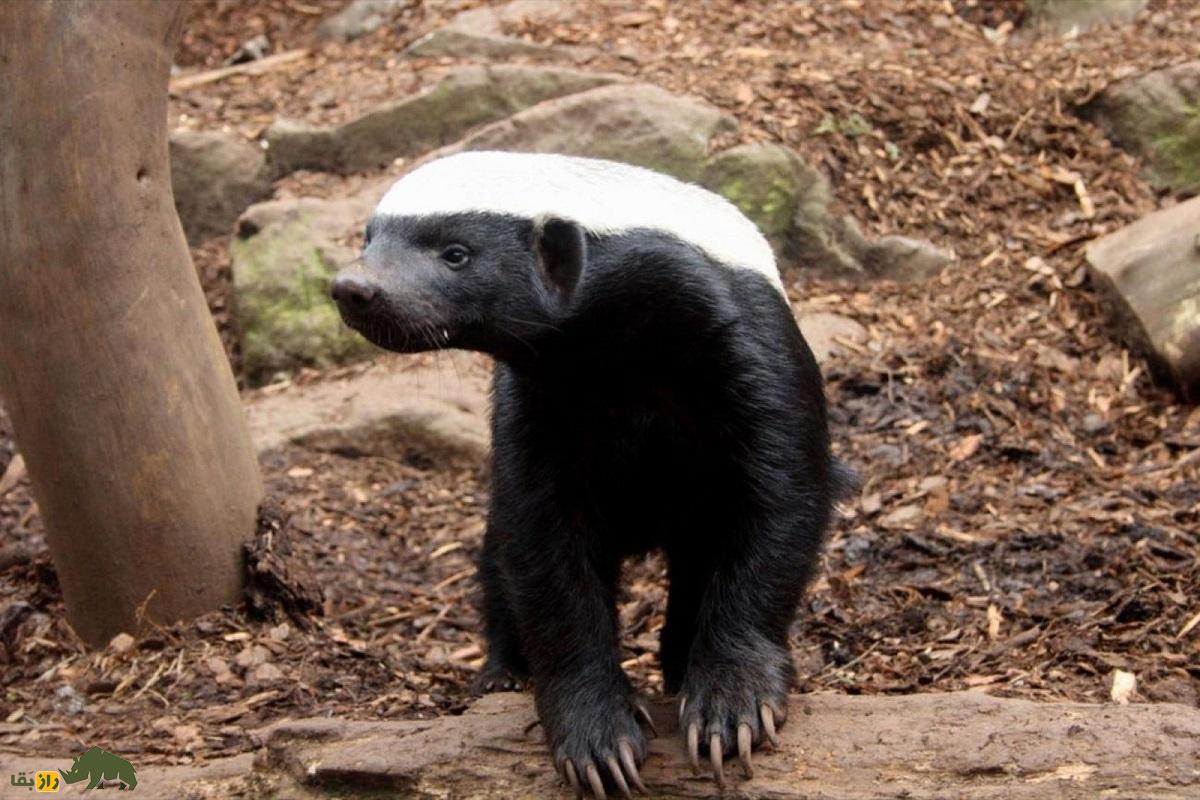 گورکن عسل‌خوار