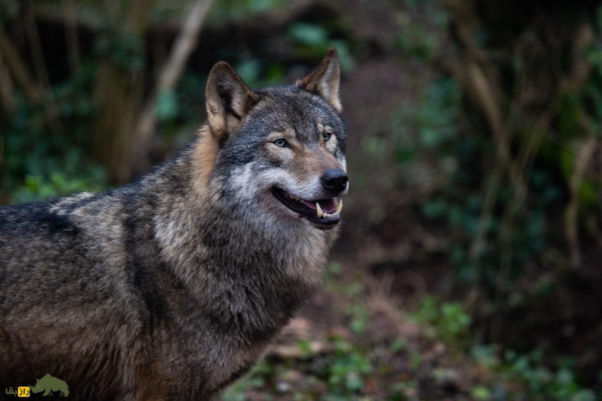 گرگ خاکستری