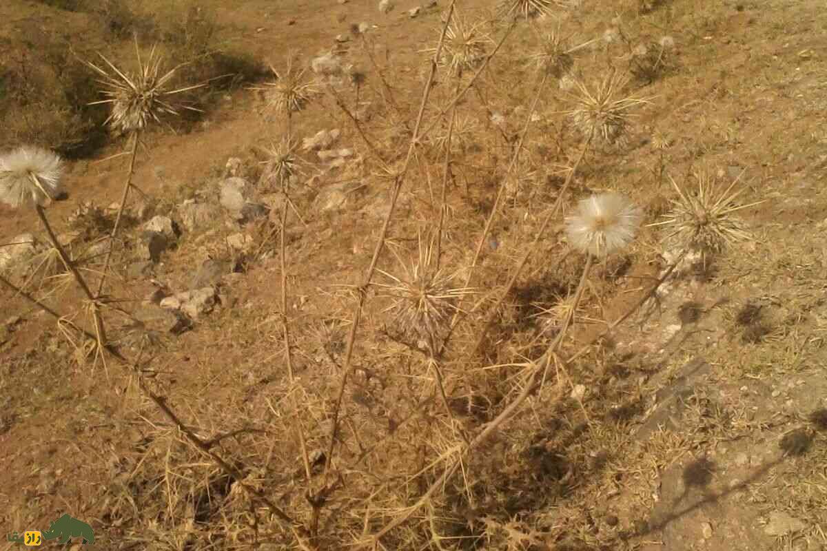 شکرتیغال؛ گیاهی دارویی که حاصل ترکیب آب‌دهان سوسک خزوک و گیاه تیغال است و سرفه را درمان می‌کند