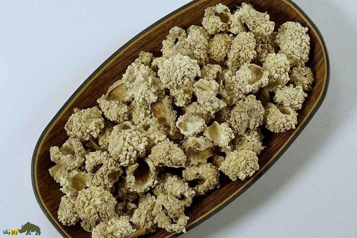 شکرتیغال؛ گیاهی دارویی که حاصل ترکیب آب‌دهان سوسک خزوک و گیاه تیغال است و سرفه را درمان می‌کند