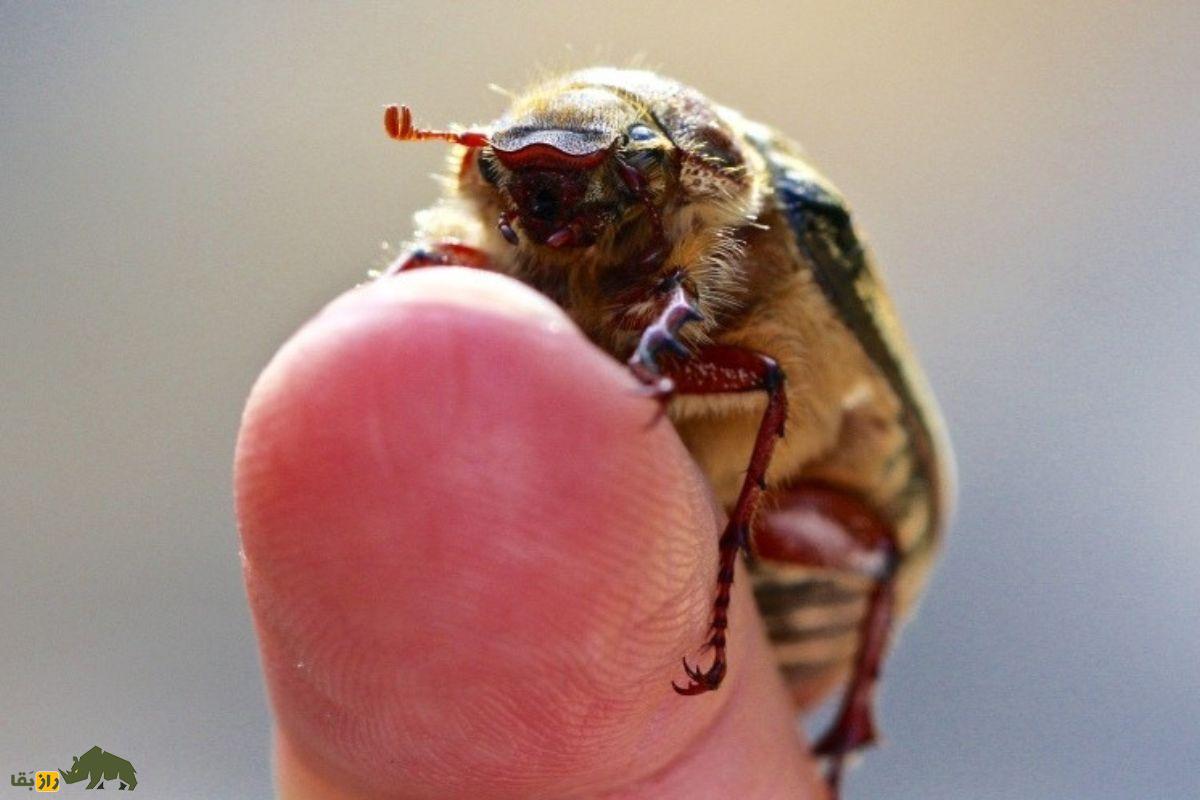 شکرتیغال؛ گیاهی دارویی که حاصل ترکیب آب‌دهان سوسک خزوک و گیاه تیغال است و سرفه را درمان می‌کند